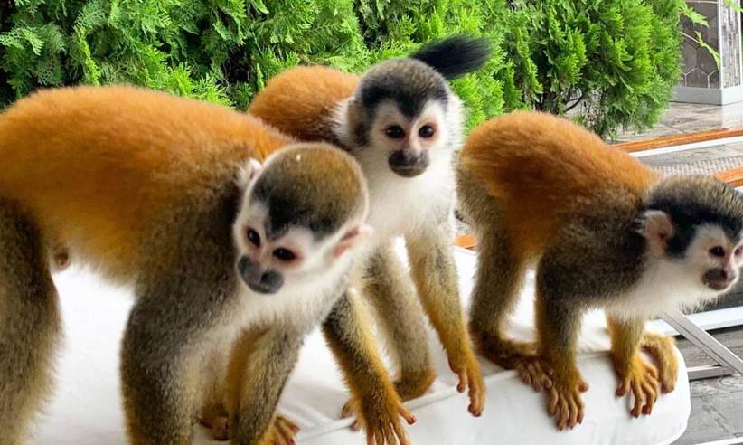 Monkeys.jpg