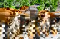 Monkeys.jpg