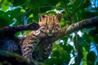 Wildlife 2.jpg