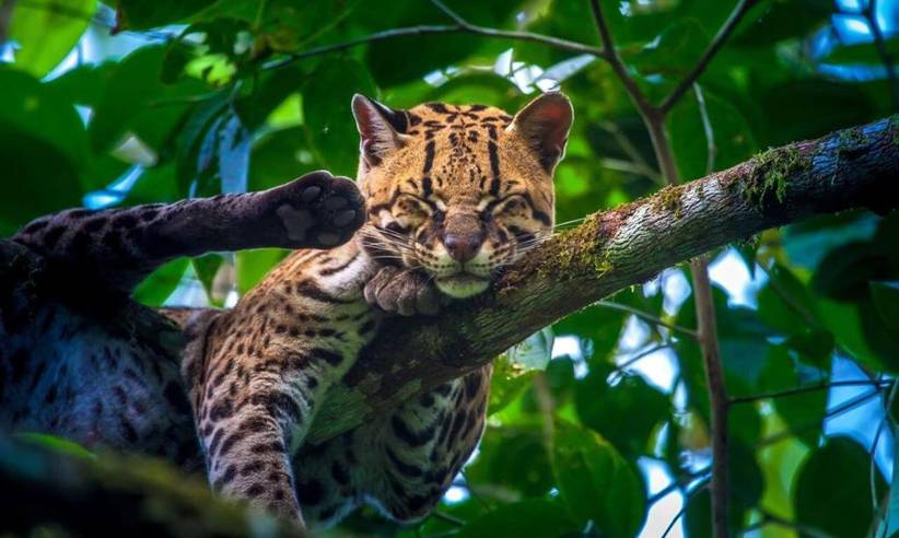 Wildlife 2.jpg