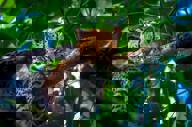 Wildlife 2.jpg