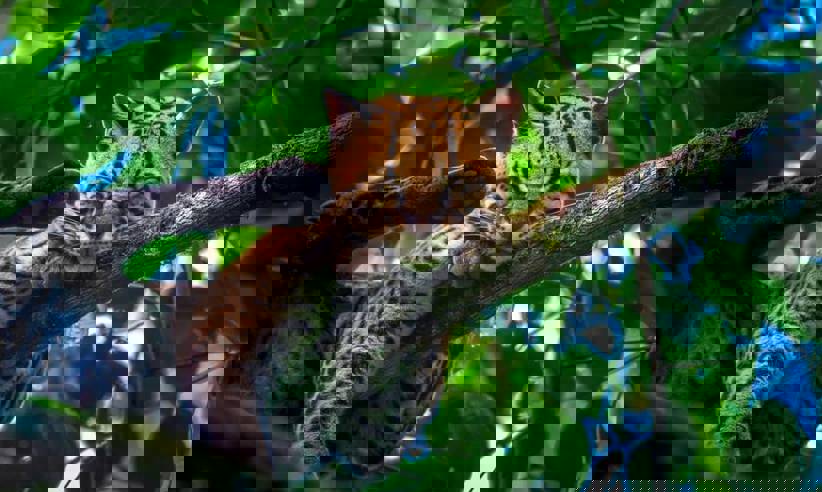 Wildlife 2.jpg