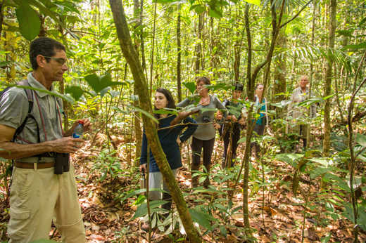 Discover the rainforest with expert guides