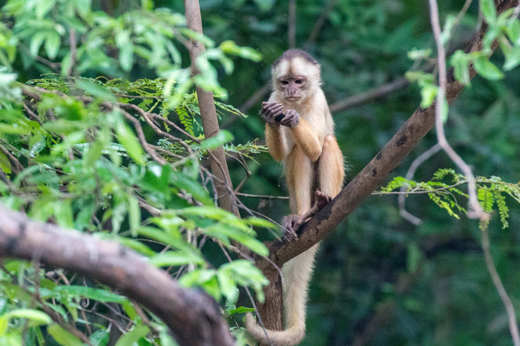 Monkeys are one of the many species to observe
