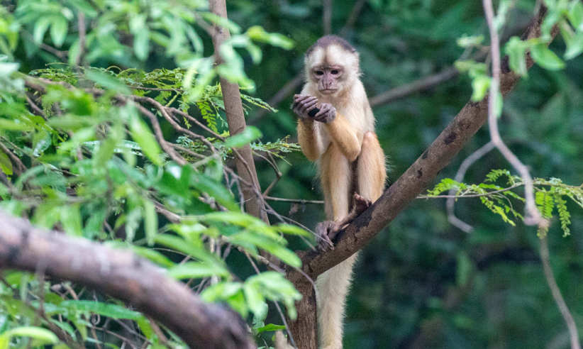 Monkeys are one of the many species to observe