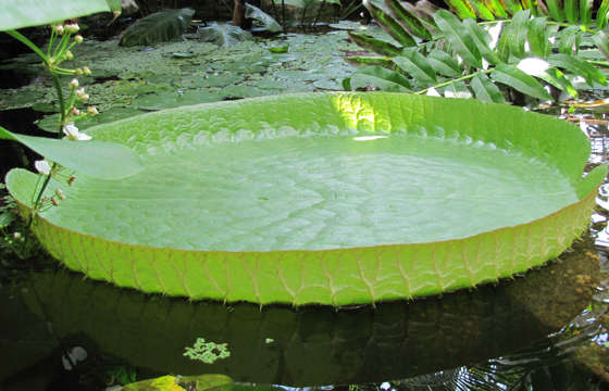 A giant water lily