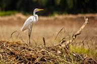 Arenas-Del-Mar-—-Birding-Tours-2.jpg