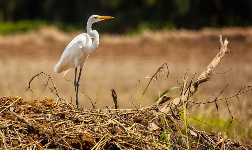 Arenas-Del-Mar-—-Birding-Tours-2.jpg