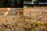 Arenas-Del-Mar-—-Birding-Tours-2.jpg