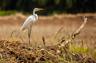 Arenas-Del-Mar-—-Birding-Tours-2.jpg