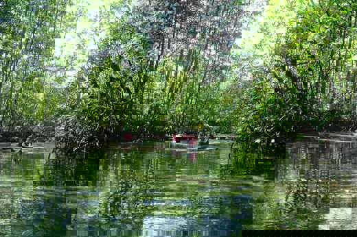 Kayaking in the flooded mangrove forest