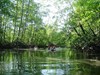 Kayaking in the flooded mangrove forest