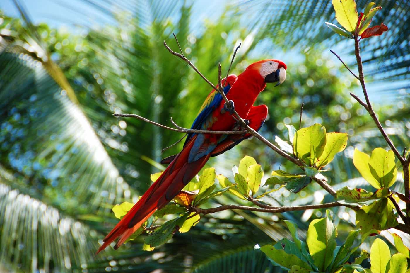 A scarlet macaw with vivid red, blue, and yellow feathers perched on a branch in Costa Rica's tropical rainforest. 