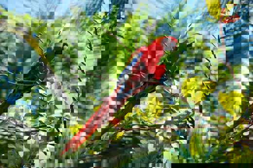 A scarlet macaw with vivid red, blue, and yellow feathers perched on a branch in Costa Rica's tropical rainforest. 