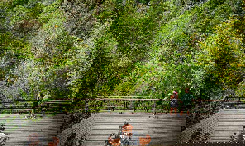 Guests standing on a wooden platform enjoying expansive views over the lush rainforest canopy. 