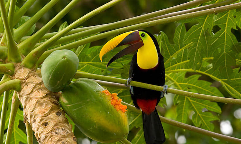 A keel-billed toucan rests on a papaya tree branch, surrounded by lush tropical foliage in Costa Rica. 