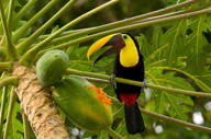 A keel-billed toucan rests on a papaya tree branch, surrounded by lush tropical foliage in Costa Rica.