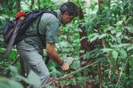 Expert guide navigating through the dense rainforest, pointing out flora and fauna to visitors. 