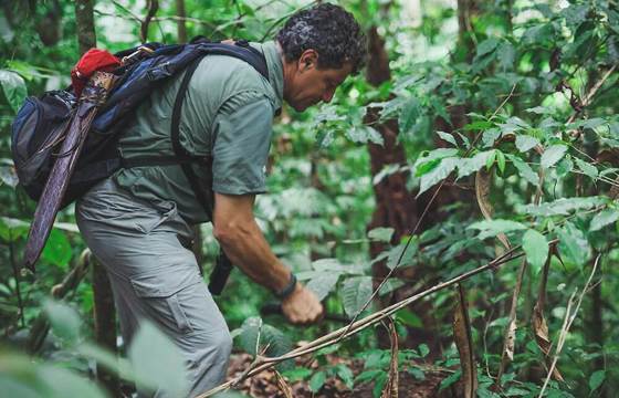 Expert guide navigating through the dense rainforest, pointing out flora and fauna to visitors. 