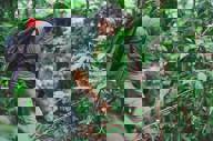 Expert guide navigating through the dense rainforest, pointing out flora and fauna to visitors. 