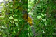 cara-njz98kh9d8e3qgz64mtb7pty3bduq34xpxjwp7k2d4.jpeg