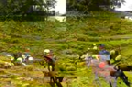 Horsebackriding 1 Orig