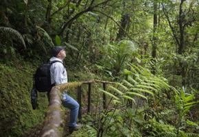 Hiker pausing on a moss-covered trail in the lush, green rainforest of Bajos del Toro. 