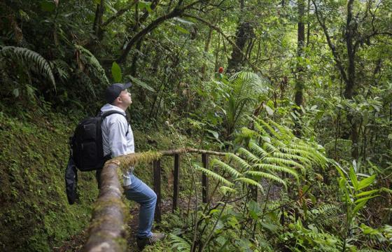 Hiker pausing on a moss-covered trail in the lush, green rainforest of Bajos del Toro. 