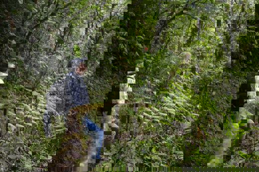 Healingforest Orig