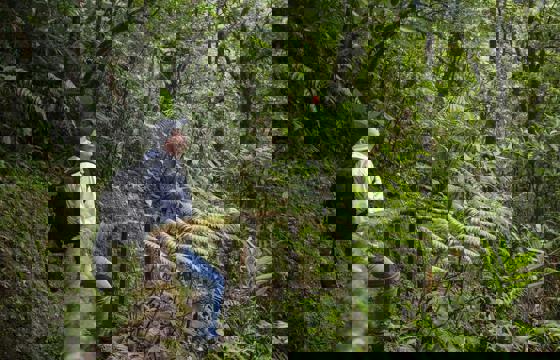 Hiker pausing on a moss-covered trail in the lush, green rainforest of Bajos del Toro. 
