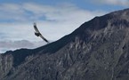 Condors andins Colca Canyon