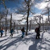 Snow Shoeing
