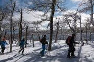 Snow Shoeing