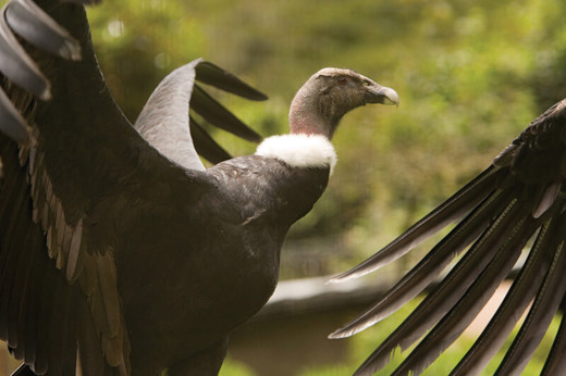 Birdlife Image