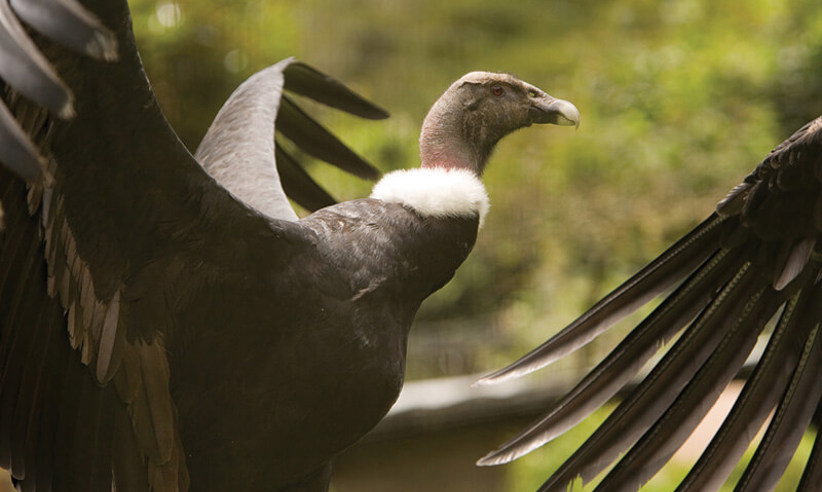 Birdlife Image