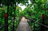 Elevated wooden walkway through dense tropical forest at Nayara Springs, Costa Rica. 