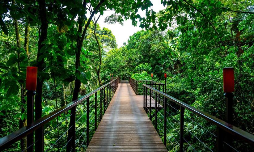 Elevated wooden walkway through dense tropical forest at Nayara Springs, Costa Rica. 