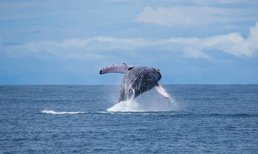 Whale Watching