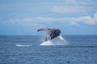 Whale Watching