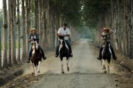 Horse Ex