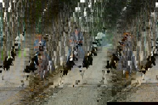 Horse Ex