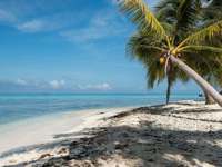 Central America, Belize, Relaxing tropical beach with soft sand, palm trees and calm Caribbean waters. 