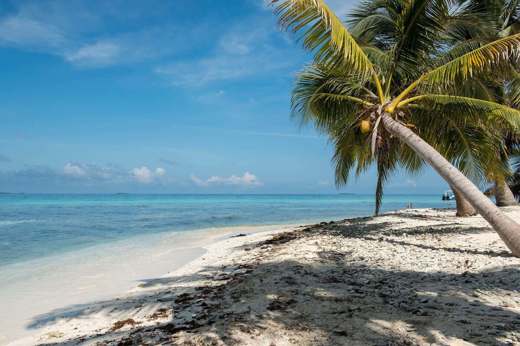 Central America, Belize, Relaxing tropical beach with soft sand, palm trees and calm Caribbean waters. 