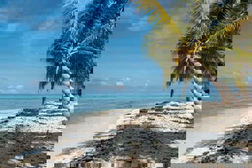 Central America, Belize, Relaxing tropical beach with soft sand, palm trees and calm Caribbean waters. 