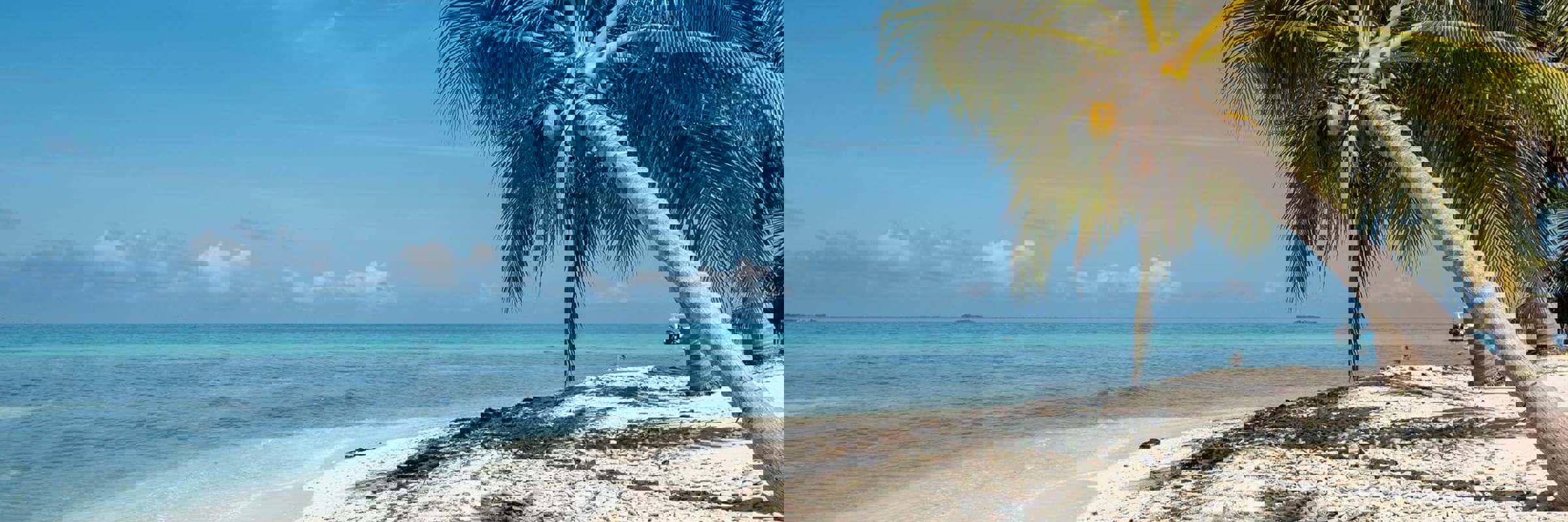 Central America, Belize, Relaxing tropical beach with soft sand, palm trees and calm Caribbean waters. 