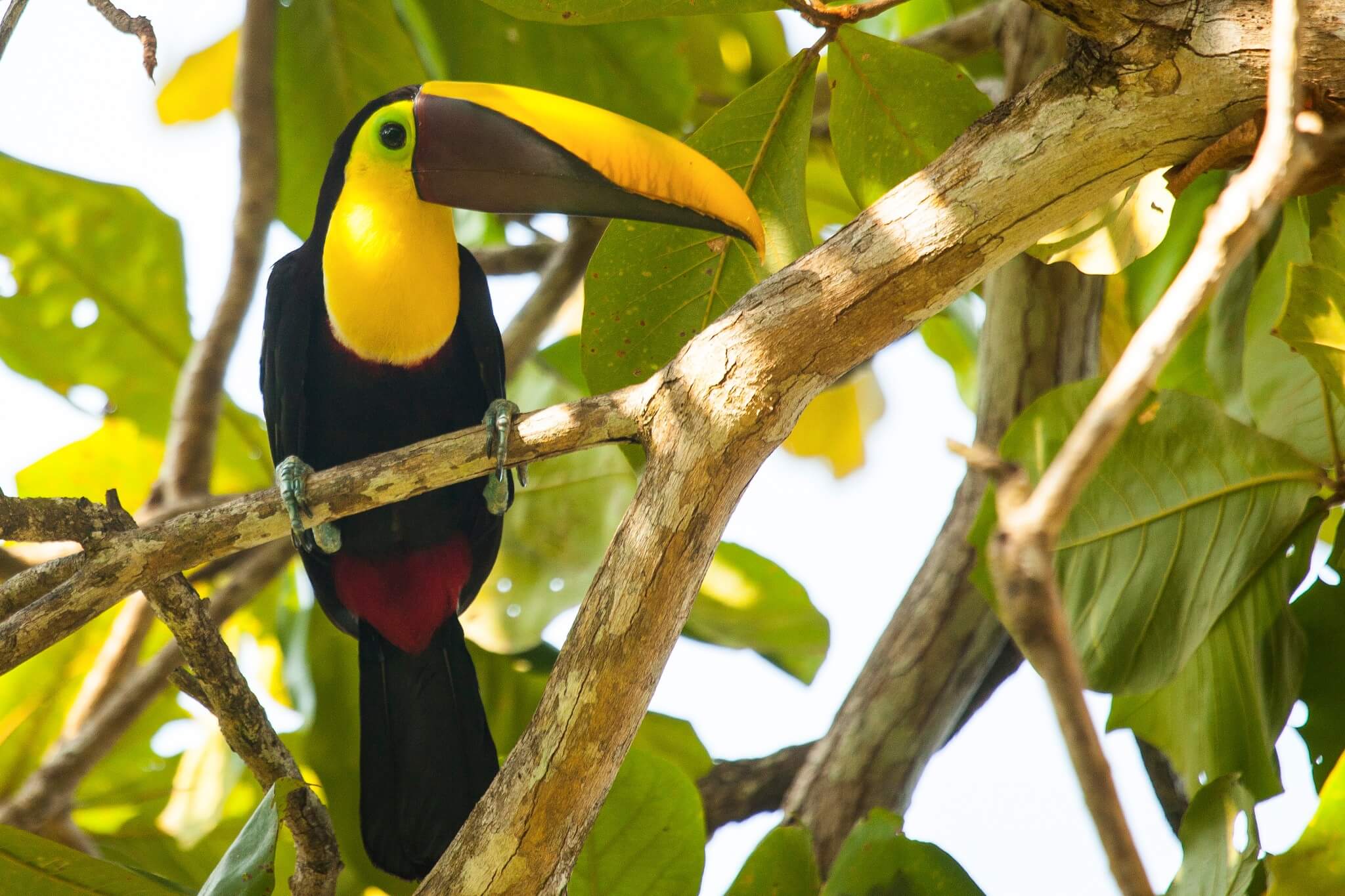 A  keel-billed toucan with a vibrant yellow and green beak perched on a tree branch in the Osa Peninsula, Costa Rica. 
