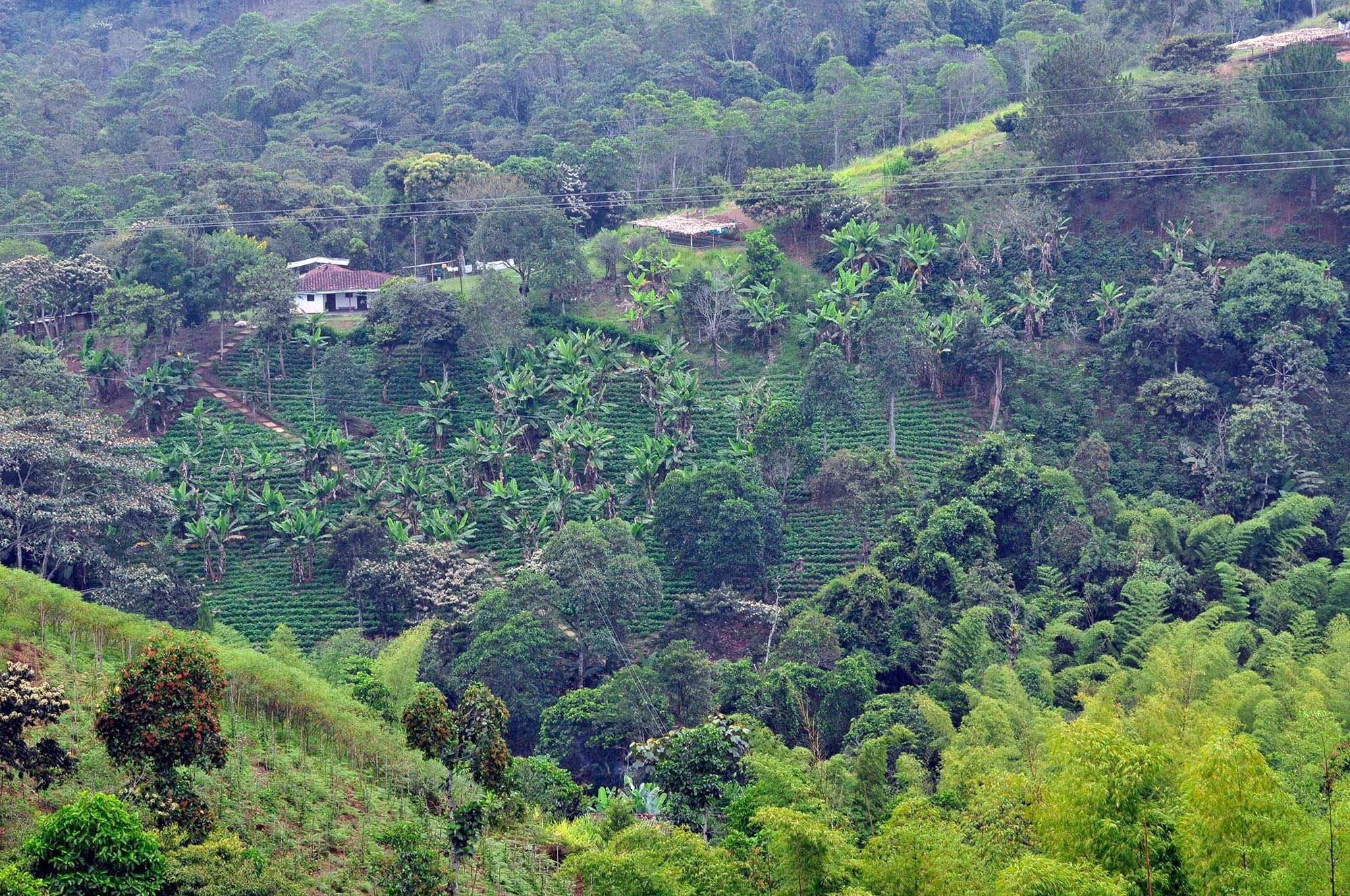 1746 Coffee Region