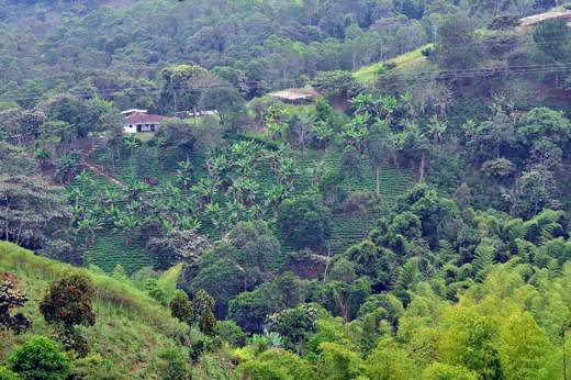 1746 Coffee Region