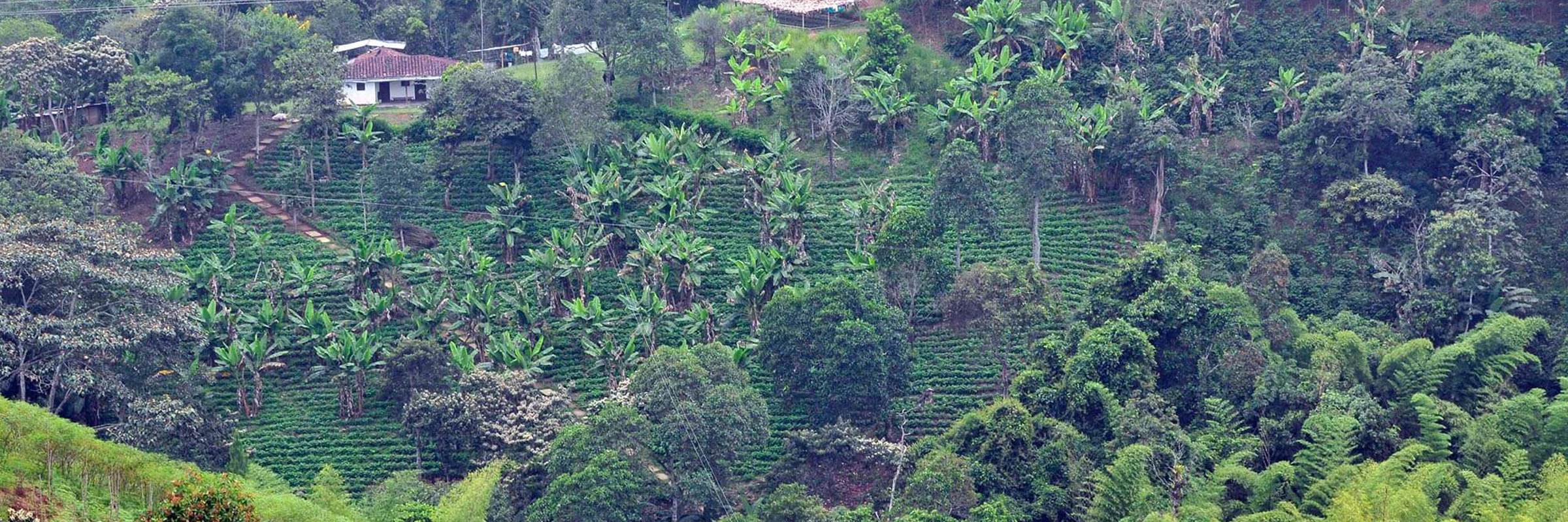 1746 Coffee Region