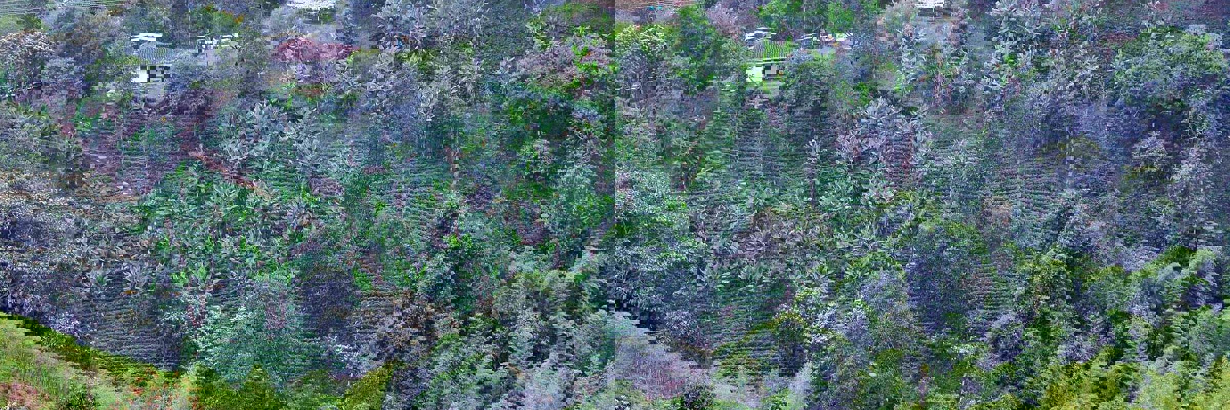 1746 Coffee Region